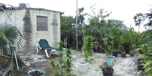 Garden with Palm Trees and Potted Plants